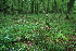  ( - 034_004)  @11 [ ] CreativeCommons - Attribution Non-Commercial Share-Alike (2019) Kostrzyca Forest Gene Bank Kostrzyca Forest Gene Bank