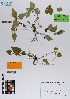  ( - 034_004)  @11 [ ] CreativeCommons - Attribution Non-Commercial Share-Alike (2019) Kostrzyca Forest Gene Bank Kostrzyca Forest Gene Bank