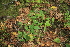  ( - 038_003)  @11 [ ] CreativeCommons - Attribution Non-Commercial Share-Alike (2019) Kostrzyca Forest Gene Bank Kostrzyca Forest Gene Bank