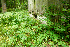  (Lathyrus laevigatus - 038_005)  @11 [ ] CreativeCommons - Attribution Non-Commercial Share-Alike (2019) Kostrzyca Forest Gene Bank Kostrzyca Forest Gene Bank
