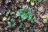  ( - 040_001)  @11 [ ] CreativeCommons - Attribution Non-Commercial Share-Alike (2019) Kostrzyca Forest Gene Bank Kostrzyca Forest Gene Bank