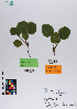  ( - 040_001)  @11 [ ] CreativeCommons - Attribution Non-Commercial Share-Alike (2019) Kostrzyca Forest Gene Bank Kostrzyca Forest Gene Bank