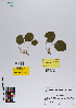  ( - 041_003)  @11 [ ] CreativeCommons - Attribution Non-Commercial Share-Alike (2019) Kostrzyca Forest Gene Bank Kostrzyca Forest Gene Bank