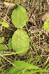 ( - 059_003)  @11 [ ] CreativeCommons - Attribution Non-Commercial Share-Alike (2019) Kostrzyca Forest Gene Bank Kostrzyca Forest Gene Bank