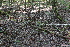  ( - 059_003)  @11 [ ] CreativeCommons - Attribution Non-Commercial Share-Alike (2019) Kostrzyca Forest Gene Bank Kostrzyca Forest Gene Bank