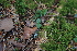  ( - 060_001)  @11 [ ] CreativeCommons - Attribution Non-Commercial Share-Alike (2019) Kostrzyca Forest Gene Bank Kostrzyca Forest Gene Bank