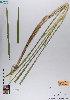  ( - 061_001)  @11 [ ] CreativeCommons - Attribution Non-Commercial Share-Alike (2019) Kostrzyca Forest Gene Bank Kostrzyca Forest Gene Bank