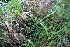  ( - 061_004)  @11 [ ] CreativeCommons - Attribution Non-Commercial Share-Alike (2019) Kostrzyca Forest Gene Bank Kostrzyca Forest Gene Bank