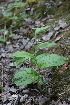  ( - 066_001)  @11 [ ] CreativeCommons - Attribution Non-Commercial Share-Alike (2019) Kostrzyca Forest Gene Bank Kostrzyca Forest Gene Bank