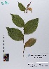  ( - 066_001)  @11 [ ] CreativeCommons - Attribution Non-Commercial Share-Alike (2019) Kostrzyca Forest Gene Bank Kostrzyca Forest Gene Bank