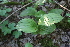  ( - 066_002)  @11 [ ] CreativeCommons - Attribution Non-Commercial Share-Alike (2019) Kostrzyca Forest Gene Bank Kostrzyca Forest Gene Bank