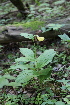  ( - 066_003)  @11 [ ] CreativeCommons - Attribution Non-Commercial Share-Alike (2019) Kostrzyca Forest Gene Bank Kostrzyca Forest Gene Bank