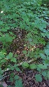  ( - 066_003)  @11 [ ] CreativeCommons - Attribution Non-Commercial Share-Alike (2019) Kostrzyca Forest Gene Bank Kostrzyca Forest Gene Bank