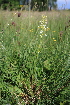  ( - 069_001)  @11 [ ] CreativeCommons - Attribution Non-Commercial Share-Alike (2019) Kostrzyca Forest Gene Bank Kostrzyca Forest Gene Bank