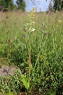  (Platanthera bifolia - 069_003)  @11 [ ] CreativeCommons - Attribution Non-Commercial Share-Alike (2019) Kostrzyca Forest Gene Bank Kostrzyca Forest Gene Bank