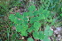  ( - 072_001)  @11 [ ] CreativeCommons - Attribution Non-Commercial Share-Alike (2019) Kostrzyca Forest Gene Bank Kostrzyca Forest Gene Bank