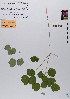 ( - 072_001)  @11 [ ] CreativeCommons - Attribution Non-Commercial Share-Alike (2019) Kostrzyca Forest Gene Bank Kostrzyca Forest Gene Bank