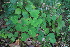  ( - 072_002)  @11 [ ] CreativeCommons - Attribution Non-Commercial Share-Alike (2019) Kostrzyca Forest Gene Bank Kostrzyca Forest Gene Bank