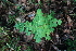  ( - 072_003)  @11 [ ] CreativeCommons - Attribution Non-Commercial Share-Alike (2019) Kostrzyca Forest Gene Bank Kostrzyca Forest Gene Bank