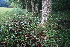  ( - 072_003)  @11 [ ] CreativeCommons - Attribution Non-Commercial Share-Alike (2019) Kostrzyca Forest Gene Bank Kostrzyca Forest Gene Bank
