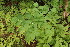  ( - 072_005)  @11 [ ] CreativeCommons - Attribution Non-Commercial Share-Alike (2019) Kostrzyca Forest Gene Bank Kostrzyca Forest Gene Bank