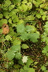  ( - 072_006)  @11 [ ] CreativeCommons - Attribution Non-Commercial Share-Alike (2019) Kostrzyca Forest Gene Bank Kostrzyca Forest Gene Bank