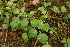  ( - 072_007)  @11 [ ] CreativeCommons - Attribution Non-Commercial Share-Alike (2019) Kostrzyca Forest Gene Bank Kostrzyca Forest Gene Bank