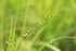  ( - 089_002)  @11 [ ] CreativeCommons - Attribution Non-Commercial Share-Alike (2019) Kostrzyca Forest Gene Bank Kostrzyca Forest Gene Bank