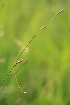  ( - 089_003)  @11 [ ] CreativeCommons - Attribution Non-Commercial Share-Alike (2019) Kostrzyca Forest Gene Bank Kostrzyca Forest Gene Bank