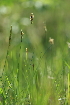  ( - 096_002)  @11 [ ] CreativeCommons - Attribution Non-Commercial Share-Alike (2019) Kostrzyca Forest Gene Bank Kostrzyca Forest Gene Bank