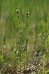  ( - 096_004)  @11 [ ] CreativeCommons - Attribution Non-Commercial Share-Alike (2019) Kostrzyca Forest Gene Bank Kostrzyca Forest Gene Bank