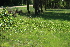  ( - 096_004)  @11 [ ] CreativeCommons - Attribution Non-Commercial Share-Alike (2019) Kostrzyca Forest Gene Bank Kostrzyca Forest Gene Bank