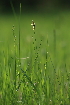  ( - 096_010)  @11 [ ] CreativeCommons - Attribution Non-Commercial Share-Alike (2019) Kostrzyca Forest Gene Bank Kostrzyca Forest Gene Bank