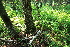  (Carex loliacea - 099_004)  @11 [ ] CreativeCommons - Attribution Non-Commercial Share-Alike (2019) Kostrzyca Forest Gene Bank Kostrzyca Forest Gene Bank
