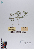  ( - 107_001)  @11 [ ] CreativeCommons - Attribution Non-Commercial Share-Alike (2019) Kostrzyca Forest Gene Bank Kostrzyca Forest Gene Bank