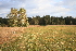  ( - 107_003)  @11 [ ] CreativeCommons - Attribution Non-Commercial Share-Alike (2019) Kostrzyca Forest Gene Bank Kostrzyca Forest Gene Bank