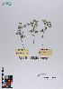  ( - 107_004)  @11 [ ] CreativeCommons - Attribution Non-Commercial Share-Alike (2019) Kostrzyca Forest Gene Bank Kostrzyca Forest Gene Bank