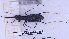  (Odontocheila bipunctata - BC-GF2024-0287)  @11 [ ] Creative Commons (2024) rodolphe rougerie Museum national d'histoire naturelle