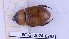  (Cyclocephala undata - BC-GF2024-0292)  @11 [ ] Creative Commons (2024) rodolphe rougerie Museum national d'histoire naturelle