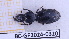  (Stratiotes - BC-GF2024-0320)  @11 [ ] Creative Commons (2024) rodolphe rougerie Museum national d'histoire naturelle