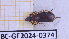  (Pachyteles striola - BC-GF2024-0374)  @11 [ ] Creative Commons (2024) rodolphe rougerie Museum national d'histoire naturelle