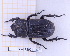  (Phileurus toulgoeti - BC-GF2024-0676)  @11 [ ] Creative Commons (2024) rodolphe rougerie Museum national d'histoire naturelle