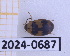  (Platydema nigrifrons - BC-GF2024-0687)  @11 [ ] Creative Commons (2024) rodolphe rougerie Museum national d'histoire naturelle