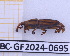  (Cactophagus limulus - BC-GF2024-0695)  @11 [ ] Creative Commons (2024) rodolphe rougerie Museum national d'histoire naturelle