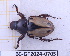  (Aspiolea bleuzeni - BC-GF2024-0705)  @11 [ ] Creative Commons (2024) rodolphe rougerie Museum national d'histoire naturelle