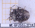  (Antiteuchus - BC-GF2024-0718)  @11 [ ] Creative Commons (2024) rodolphe rougerie Museum national d'histoire naturelle