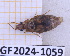  (Lebia soror - BC-GF2024-1059)  @11 [ ] Creative Commons (2024) rodolphe rougerie Museum national d'histoire naturelle