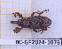  (Heilipodus - BC-GF2024-1076)  @11 [ ] Creative Commons (2024) rodolphe rougerie Museum national d'histoire naturelle