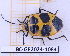  ( - BC-GF2024-1084)  @11 [ ] Creative Commons (2024) rodolphe rougerie Museum national d'histoire naturelle