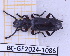  (Ozaena - BC-GF2024-1086)  @11 [ ] Creative Commons (2024) rodolphe rougerie Museum national d'histoire naturelle